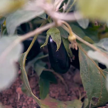 Hotel Eco Cueva Del Gato Benaoján