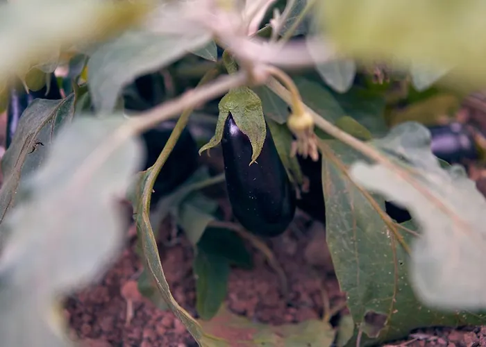 Hotel Eco Cueva Del Gato Benaoján